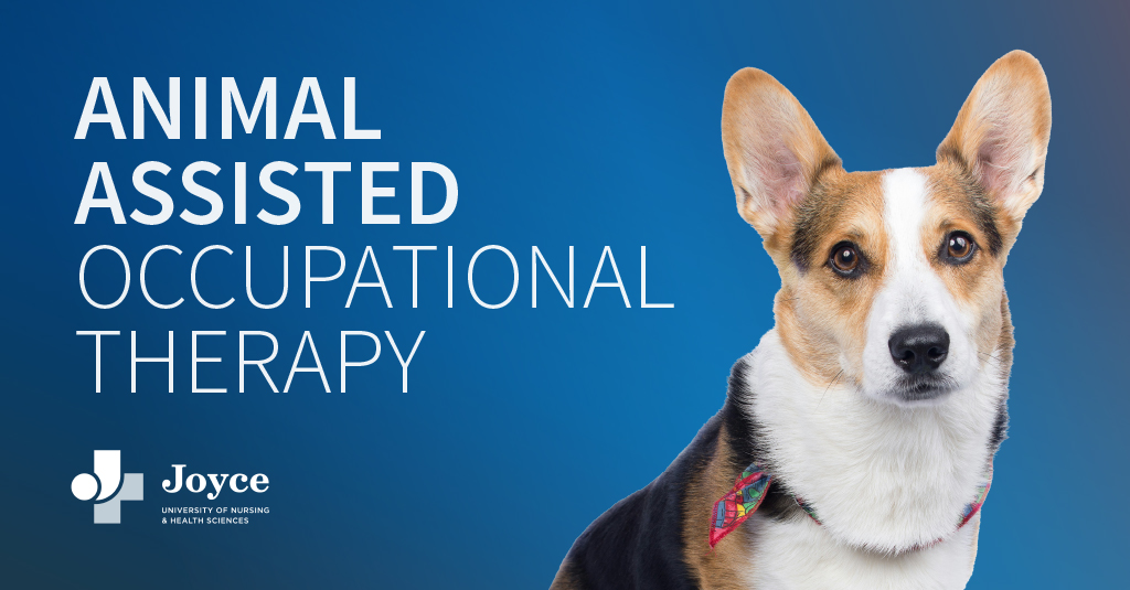 Brown, white, and black corgi with a colorful bandana on a blue background. Text overlay says animal assisted occupational therapy.